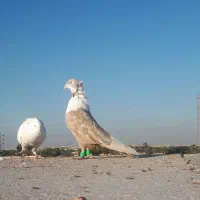 کبوتر|پرنده|کارون, |دیوار