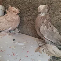 سهجفت کبوتر بخارا سفیدورنگی گریدa (راعبی یارواعب)|پرنده|قم, آذر (نکویی)|دیوار