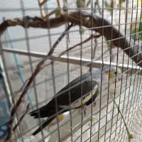 عروس هلندی ماده