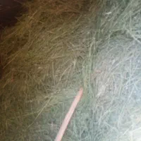 یونجه به شرط|لوازم جانبی حیوانات|کوهرنگ, |دیوار