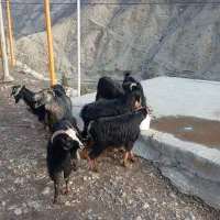 بز و بزغاله|حیوانات مزرعه|جوانرود, |دیوار