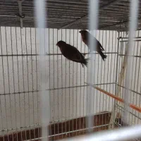 قناری سوخته سرخ ،موزاییکی ،شتری