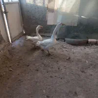 یک جفت قوغاز شیک پیک