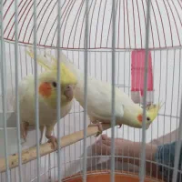 عروس هلندی معاوضه با طوطی برزیلی|پرنده|حاجیلار, |دیوار