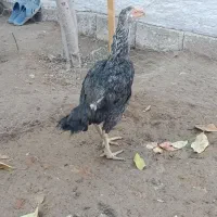 دو عدد مرغ لاری|حیوانات مزرعه|شوط, |دیوار