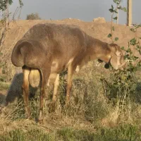 گوسفند نری آلپاین بره قوچ چینی لاکن رومن|حیوانات مزرعه|کرمان, |دیوار