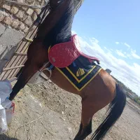 اسب عرب یک سر|اسب و تجهیزات اسب‌سواری|میانه, |دیوار