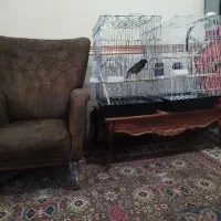 فروش مرغ مینا