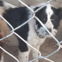 سگ نر هم‌قال گله ای بز میش