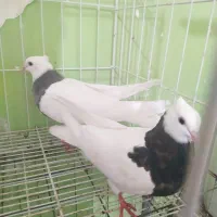 چهار جفت کرمانشاهی اصل