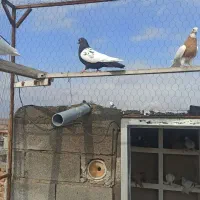 کبوتر|پرنده|ملکان, |دیوار