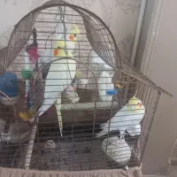 عروس هلندی مولد همراه با جوجه