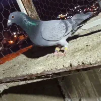 دوتا کفتر دس اولی