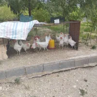 مرغ تخمگذار