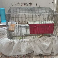 قفس پرنده و ملزومات