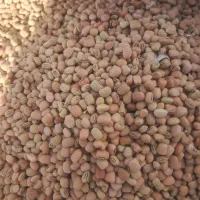 لوبیا چشم بلبلی و لوبیا ریز آشی