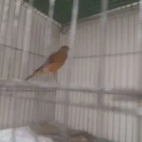 قناری سرخ ذات قدیم ماده