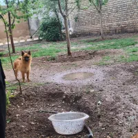 دو عدد سگ پا کوتا