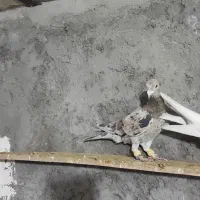 هفت رنگ ماده