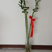 بامبو طبیعی زیبا