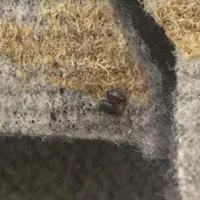 سم پاشی و سمپاشی تضمینی|خدمات نظافت|رشت, کوی جام جم|دیوار