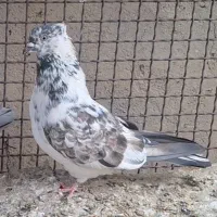 کبوتر|پرنده|نهاوند, |دیوار