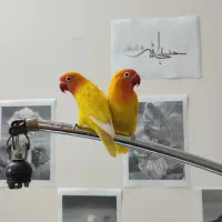 جفت طوطی کوتوله فیشر طلایی|پرنده|مشهد, شهید فرامرز عباسی|دیوار