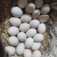 تخممرغ سبیرات نطفه دار