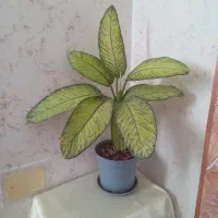 گل آپارتمانی