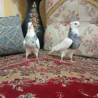 جفت طوقی الماسی خال دار