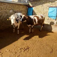 ارتباط فقط از تریق تماس