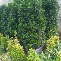 یاس هلندی فروشی گلدون ۳.۵،۱۰،۴۰،۴۵