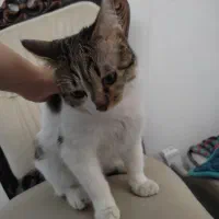 گربه ی دی اس اچ|گربه|رباط‌کریم, رباط‌کریم|دیوار