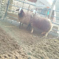 میش وبره نرو ماده|حیوانات مزرعه|پیر بکران, |دیوار