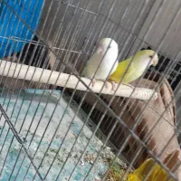 طوطی برزیلی|پرنده|مشکین‌دشت, |دیوار