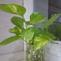 قلمه گل پتوس و پاندانوس