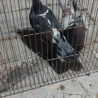 کفتر غریب گیر|پرنده|محمدشهر, محمدشهر|دیوار