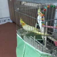 عروس هلندی|پرنده|انبارآلوم, |دیوار