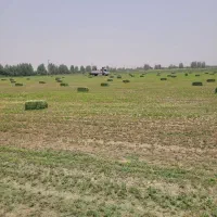 فروش یونجه درجه ارسال از کرمان