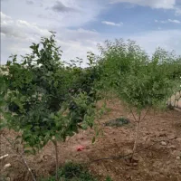 باغ ویلایی 500متری|فروش خانه و ویلا|مشهد, درزآب|دیوار