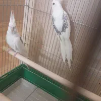 چندجفت عروس هلندی آلبینودوکت پروانه ای مولدبشرط|پرنده|شیراز, گویم|دیوار