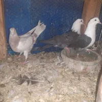 پلاکی و کربلایی