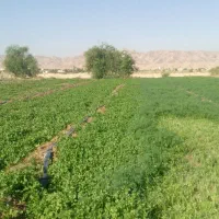 فروش سبزی خوروشتی