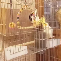 فروش فوری دو عدد عروس هلندی