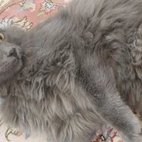 گربه پیدا شده