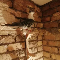 ساده کاکلی پرشی