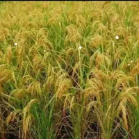 فروش یک عدد زمین برنج کالی با بهترین کشت و برداشت
