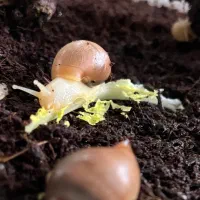 حلزون آچاتینا آلبینو