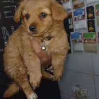 سگ میکس اشپیتز