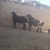 بره قوچ ۱۴ ماهه همو